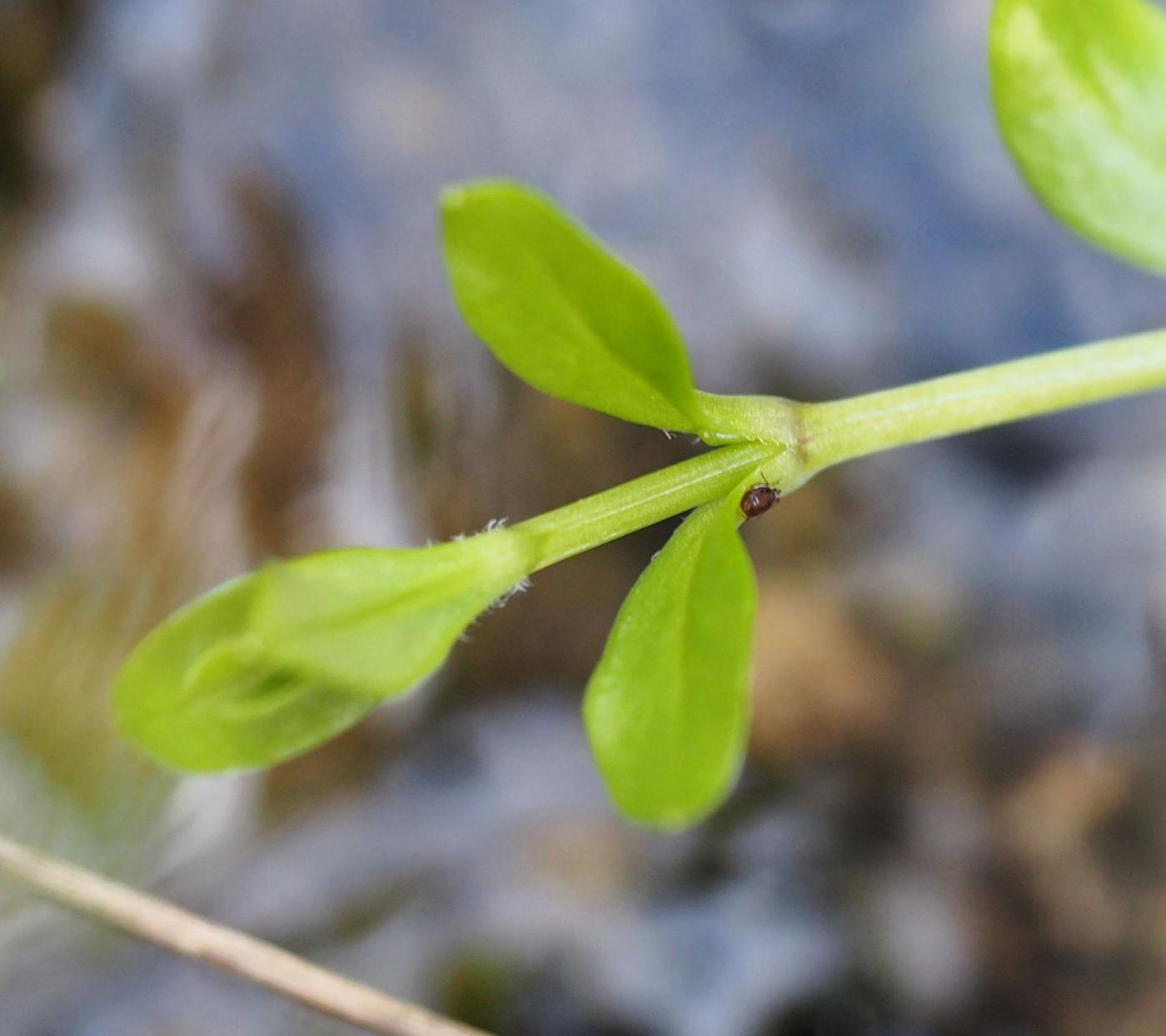 Blinks leaf